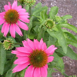 Echinacea 